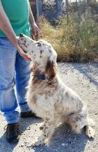 REX, Hund, englischer Setter in Griechenland - Bild 3
