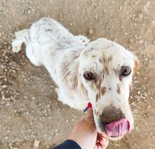 REX, Hund, englischer Setter in Griechenland - Bild 4