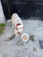 REX, Hund, englischer Setter in Griechenland - Bild 5