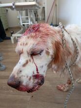 REX, Hund, englischer Setter in Griechenland - Bild 6