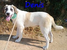 DENIS, Hund, Mischlingshund in Griechenland - Bild 2