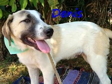 DENIS, Hund, Mischlingshund in Griechenland - Bild 3