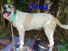 DENIS, Hund, Mischlingshund in Griechenland - Bild 4