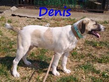 DENIS, Hund, Mischlingshund in Griechenland - Bild 5