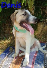 DENIS, Hund, Mischlingshund in Griechenland - Bild 6