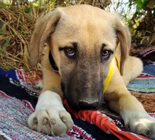 HERMES2, Hund, Mischlingshund in Griechenland - Bild 1