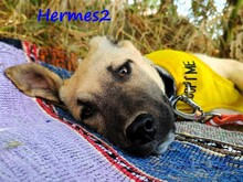 HERMES2, Hund, Mischlingshund in Griechenland - Bild 2