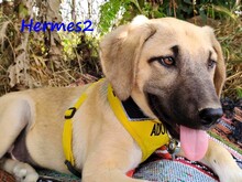 HERMES2, Hund, Mischlingshund in Griechenland - Bild 3