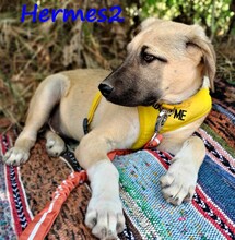 HERMES2, Hund, Mischlingshund in Griechenland - Bild 4