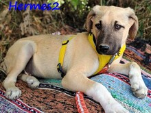 HERMES2, Hund, Mischlingshund in Griechenland - Bild 5