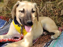 HERMES2, Hund, Mischlingshund in Griechenland - Bild 7