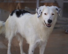 TURCA, Hund, Mischlingshund in Mettmann - Bild 1