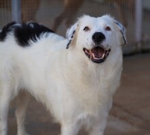 TURCA, Hund, Mischlingshund in Mettmann - Bild 2