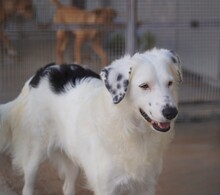 TURCA, Hund, Mischlingshund in Mettmann - Bild 3