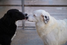 TURCA, Hund, Mischlingshund in Mettmann - Bild 4