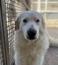 TURCA, Hund, Mischlingshund in Mettmann - Bild 5