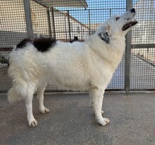 TURCA, Hund, Mischlingshund in Mettmann - Bild 6