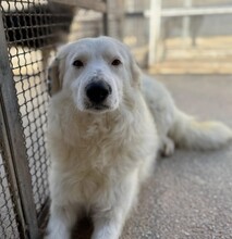 TURCA, Hund, Mischlingshund in Mettmann - Bild 7