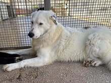 TURCA, Hund, Mischlingshund in Mettmann - Bild 8