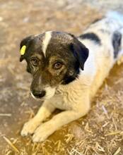 MIKRULI, Hund, Mischlingshund in Rumänien - Bild 1