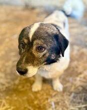 MIKRULI, Hund, Mischlingshund in Rumänien - Bild 3