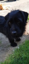 NEILA, Hund, Mischlingshund in Rommerskirchen - Bild 1