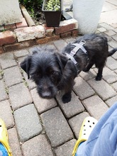 NEILA, Hund, Mischlingshund in Rommerskirchen - Bild 2