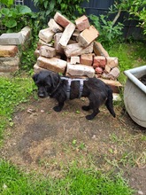 NEILA, Hund, Mischlingshund in Rommerskirchen - Bild 3