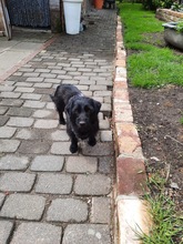 NEILA, Hund, Mischlingshund in Rommerskirchen - Bild 4