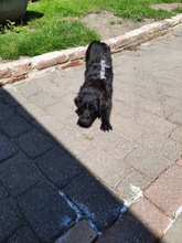 NEILA, Hund, Mischlingshund in Rommerskirchen - Bild 5