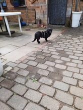 NEILA, Hund, Mischlingshund in Rommerskirchen - Bild 6