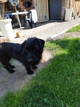 NEILA, Hund, Mischlingshund in Rommerskirchen - Bild 7