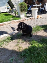 NEILA, Hund, Mischlingshund in Rommerskirchen - Bild 8