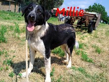 MILLIE, Hund, Mischlingshund in Griechenland - Bild 1