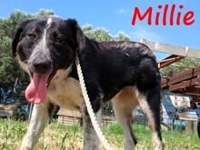 MILLIE, Hund, Mischlingshund in Griechenland - Bild 2