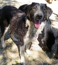 MILLIE, Hund, Mischlingshund in Griechenland - Bild 3