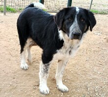 MILLIE, Hund, Mischlingshund in Griechenland - Bild 4