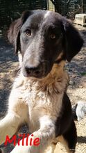 MILLIE, Hund, Mischlingshund in Griechenland - Bild 6