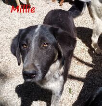 MILLIE, Hund, Mischlingshund in Griechenland - Bild 7