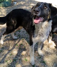 MILLIE, Hund, Mischlingshund in Griechenland - Bild 8