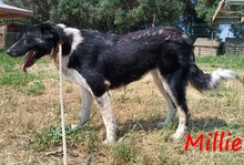 MILLIE, Hund, Mischlingshund in Griechenland - Bild 9