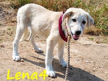 LENA4, Hund, Griechischer Schäferhund Mix in Griechenland - Bild 1