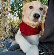 LENA4, Hund, Griechischer Schäferhund Mix in Griechenland - Bild 10