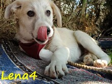 LENA4, Hund, Griechischer Schäferhund Mix in Griechenland - Bild 2