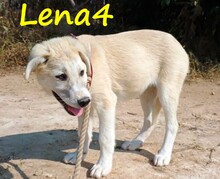 LENA4, Hund, Griechischer Schäferhund Mix in Griechenland - Bild 3