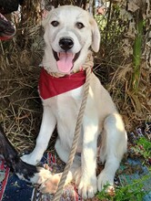 LENA4, Hund, Griechischer Schäferhund Mix in Griechenland - Bild 4