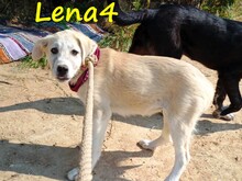 LENA4, Hund, Griechischer Schäferhund Mix in Griechenland - Bild 5