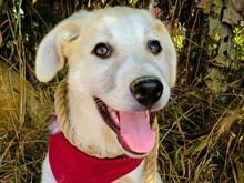 LENA4, Hund, Griechischer Schäferhund Mix in Griechenland - Bild 6