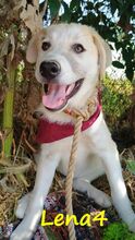 LENA4, Hund, Griechischer Schäferhund Mix in Griechenland - Bild 7