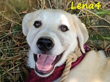 LENA4, Hund, Griechischer Schäferhund Mix in Griechenland - Bild 8